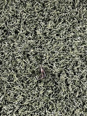 Arphia pseudonietana