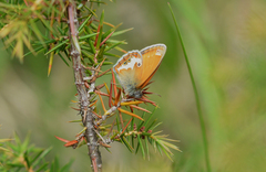 Coenonympha arcania