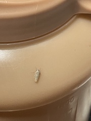 Curtara insularis