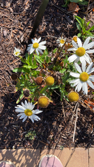 Leucanthemum maximum
