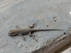 Urosaurus nigricauda