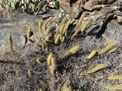 Bergerocactus emoryi