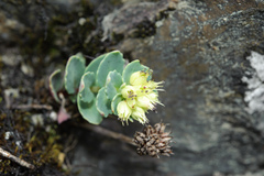 Phedimus subcapitatum