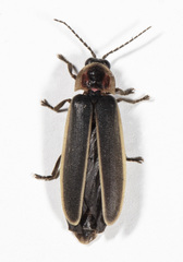 Photinus obscurellus