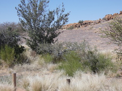 Monechma spartioides