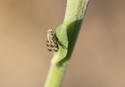 Scedella caffra