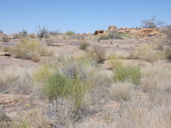 Dimorphotheca polyptera