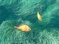 Hypsypops rubicundus