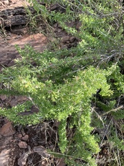 Brickellia laciniata