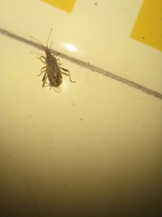 Harmostes
