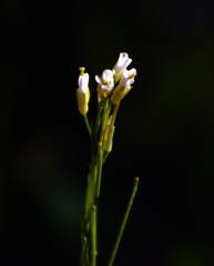 Boechera grahamii