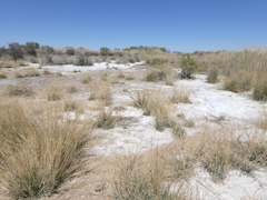 Eragrostis rotifer