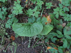 Brunnera