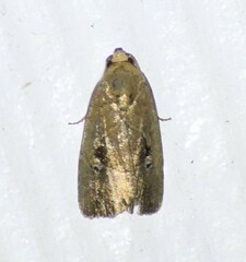 Elaphria nucicolora