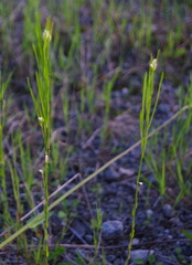 Boechera grahamii