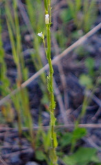 Boechera grahamii