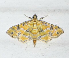 Ommatospila narcaeusalis