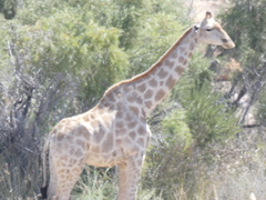 Giraffa camelopardalis giraffa