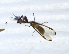 Dicromantispa interrupta