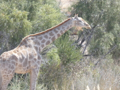 Giraffa camelopardalis giraffa