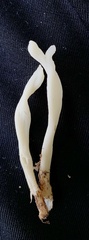 Clavulina rugosa