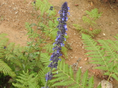 Salvia stachyoides