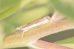 Crambus quinquareatus