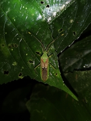 Homoeocerus bipunctatus