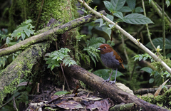 Grallaria rufocinerea