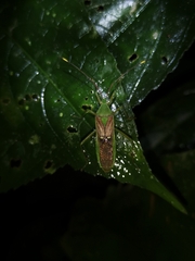 Homoeocerus bipunctatus