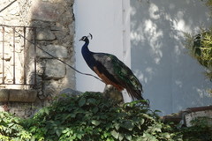 Pavo cristatus