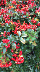 Pyracantha coccinea