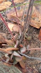 Crassula cotyledonis