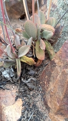 Crassula cotyledonis