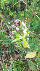 Gentianella campestris
