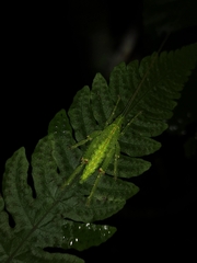 Tympanophyllum maximum