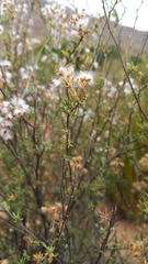 Eriocephalus