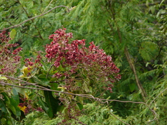 Terminalia paniculata