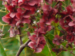 Terminalia paniculata