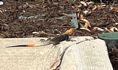 Agama picticauda