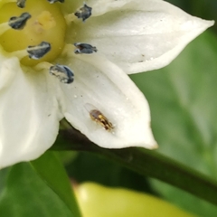 Thaumatomyia glabra