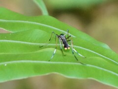 Toxorhynchites splendens