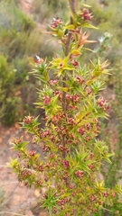 Cliffortia ruscifolia