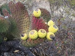 Opuntia huajuapensis