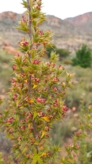 Cliffortia ruscifolia