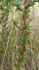 Cliffortia ruscifolia