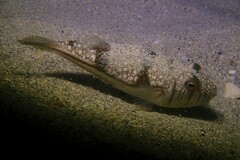 Torquigener pleurogramma