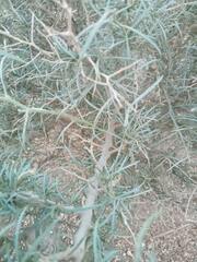 Psorothamnus spinosus