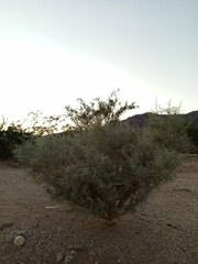 Psorothamnus spinosus