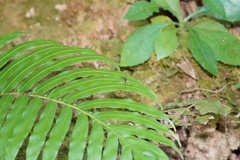 Toxorhynchites splendens